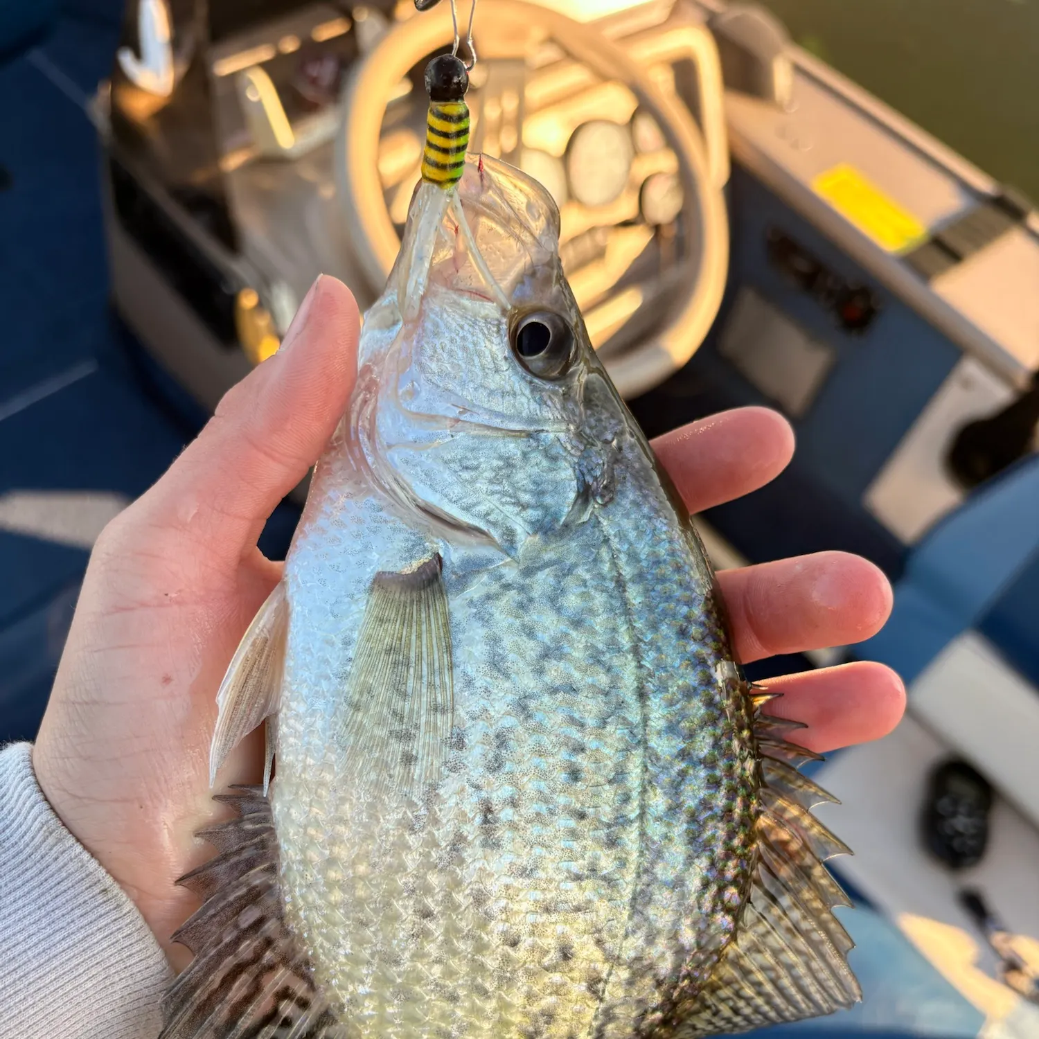 Black crappie caught on Fishbrain