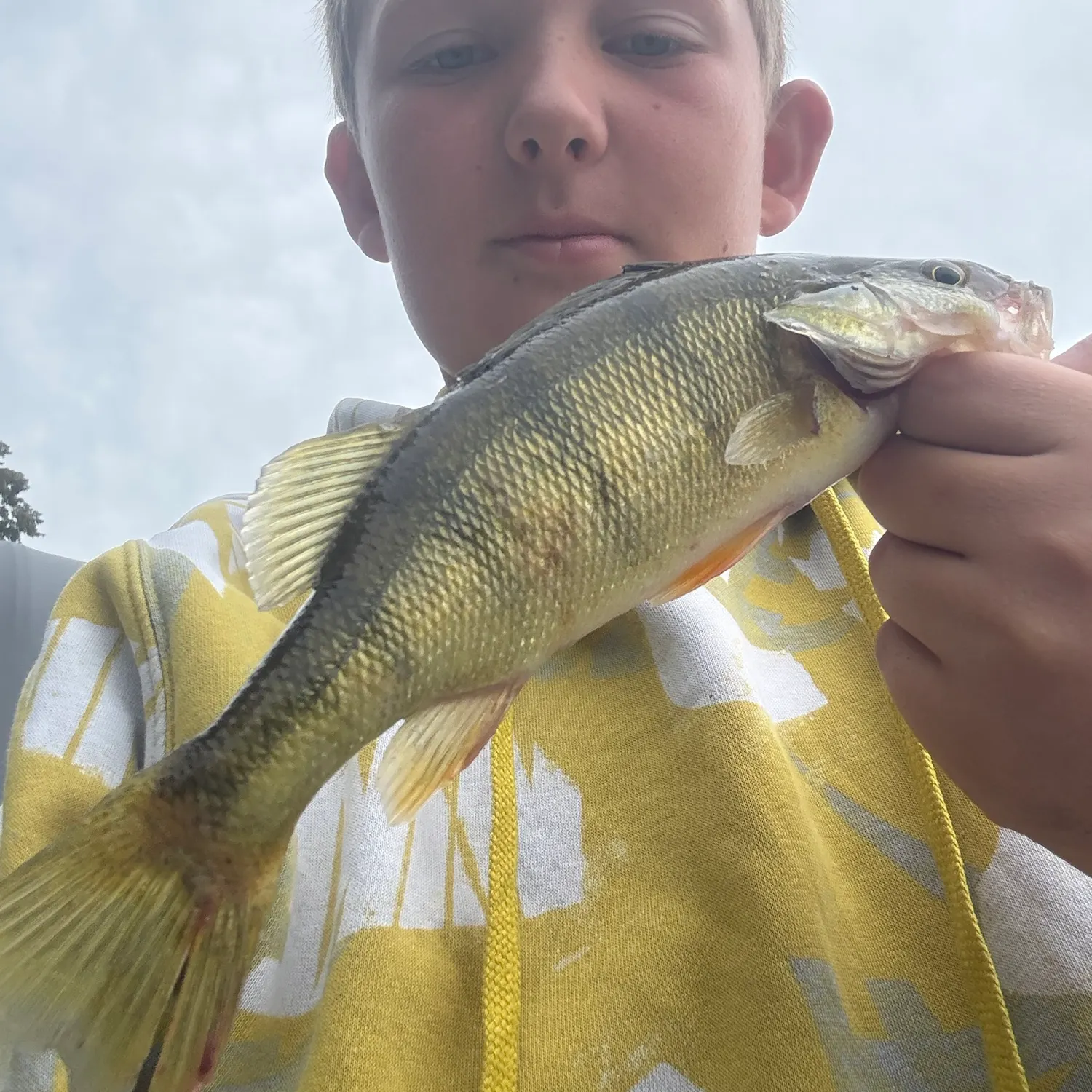 Yellow perch caught on Fishbrain