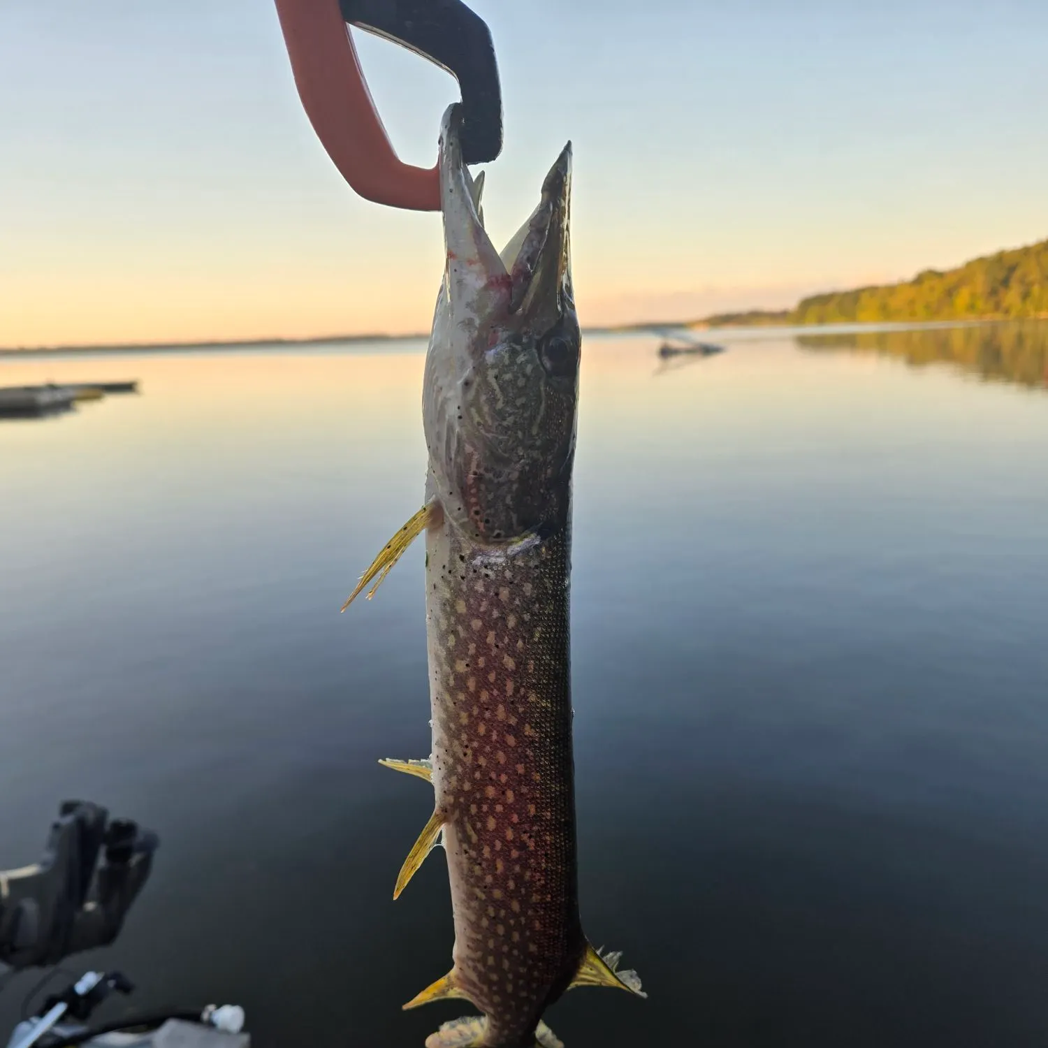 Northern pike caught on Fishbrain