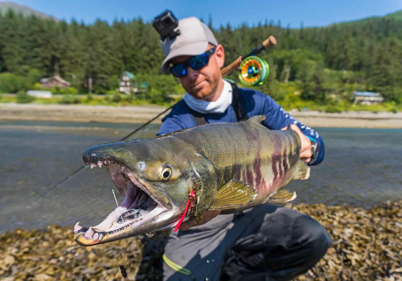 Chum salmon