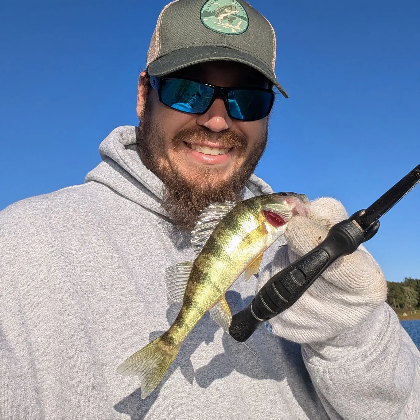 Yellow perch caught on Fishbrain