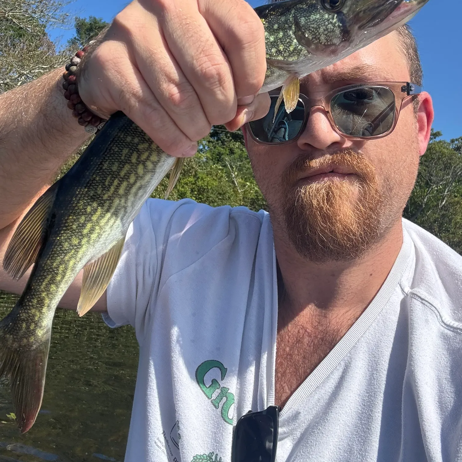 Chain pickerel caught on Fishbrain