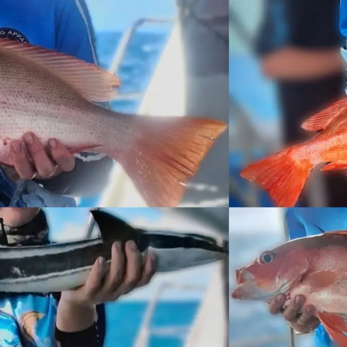 The most recent Crimson snapper catches on Fishbrain