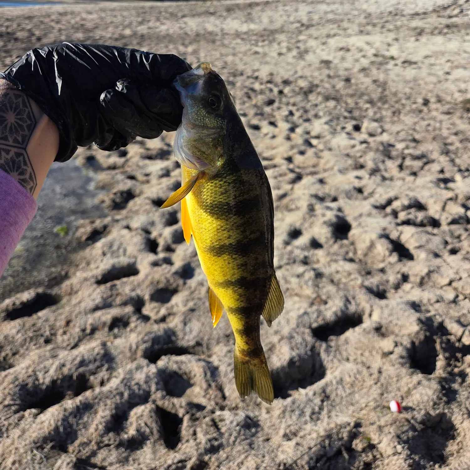 Yellow perch caught on Fishbrain