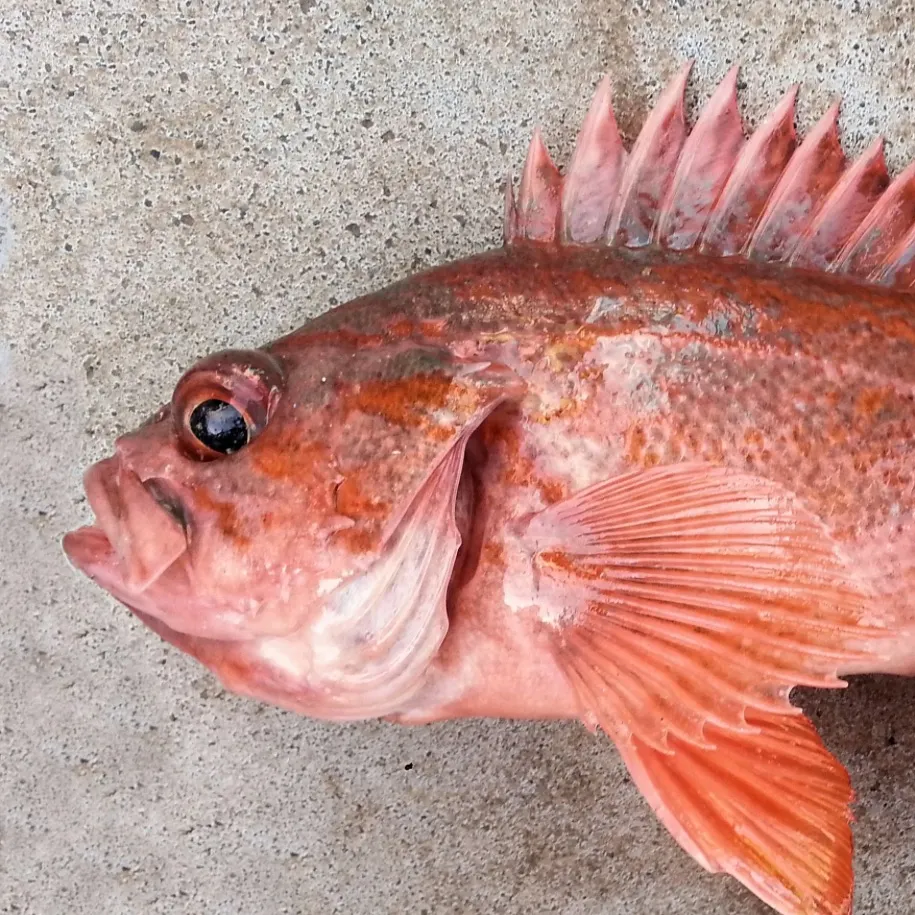 The most recent Vermilion rockfish catches on Fishbrain