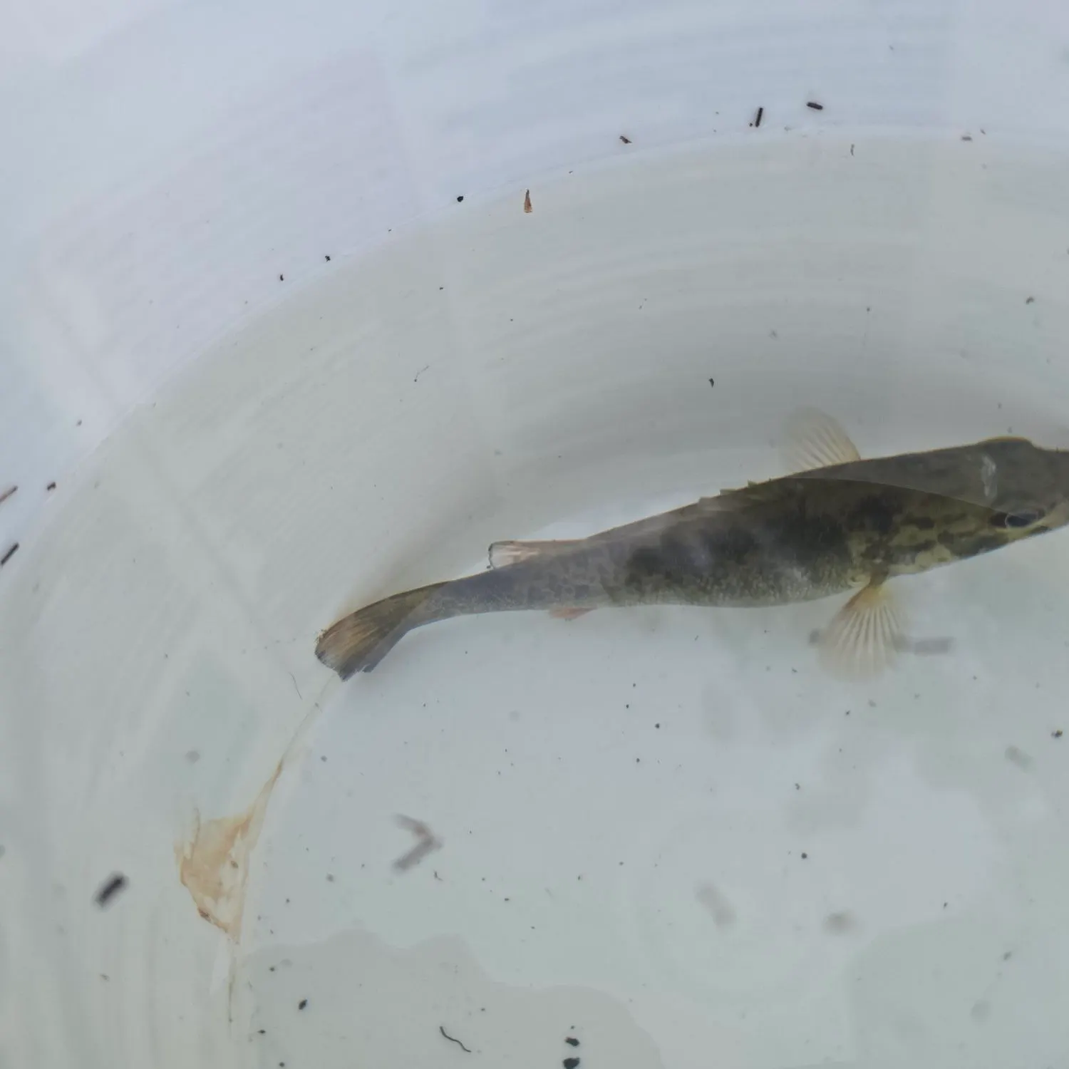 Rock bass caught on Fishbrain
