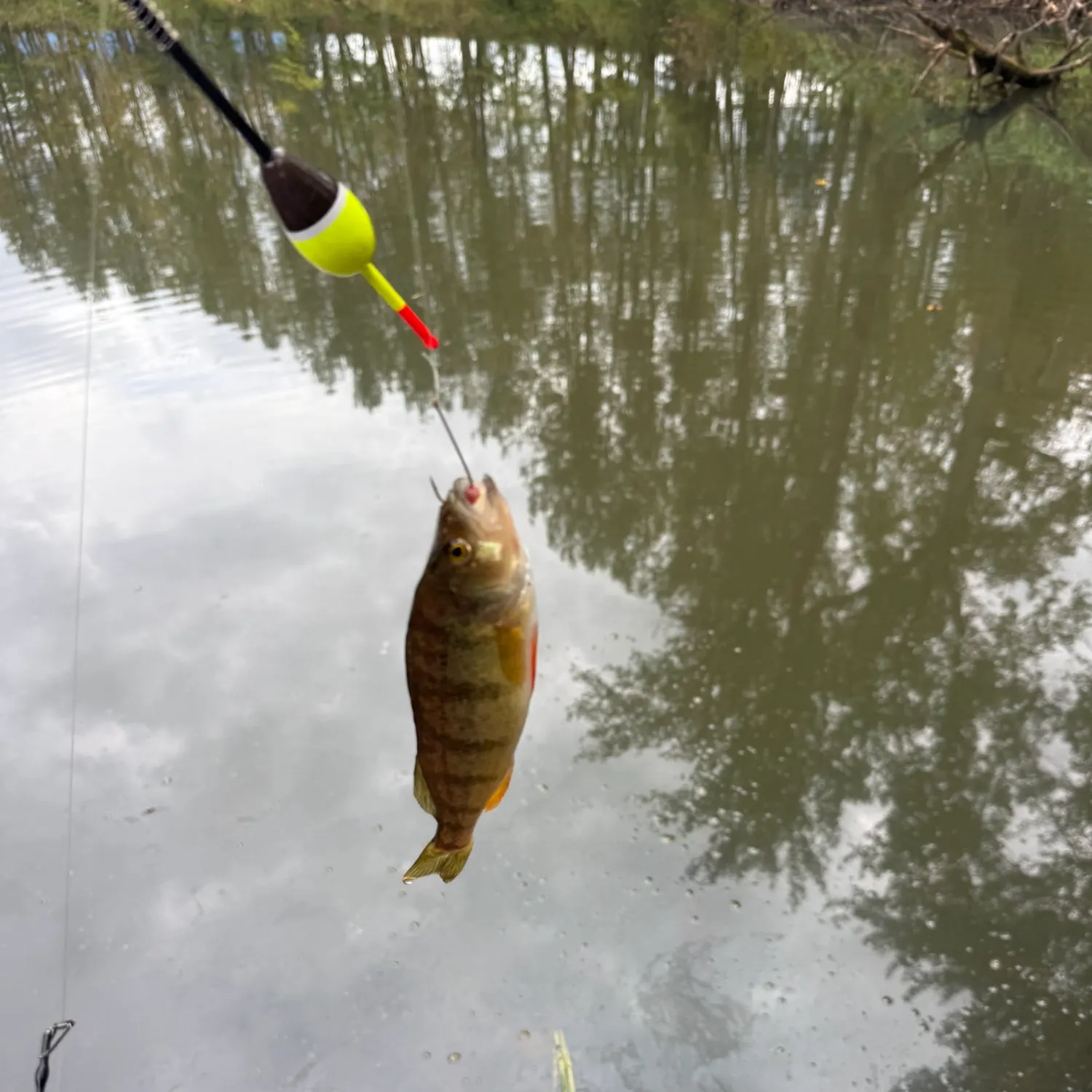Yellow perch caught on Fishbrain