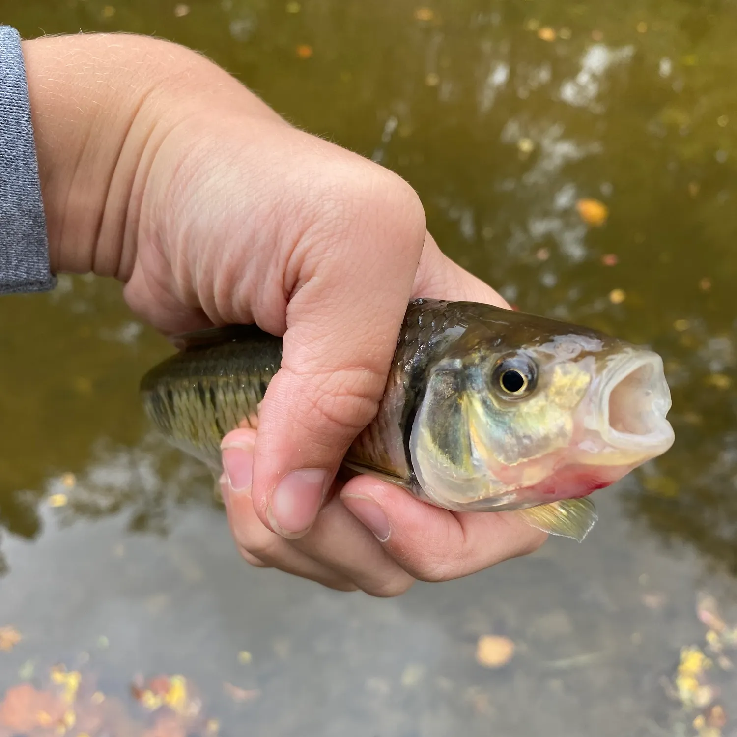 Creek chub caught on Fishbrain