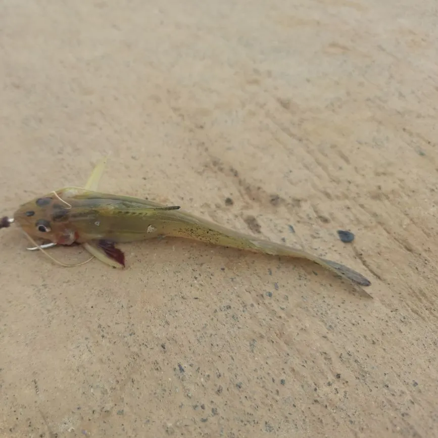 The most recent Spotted pimelodus catches on Fishbrain