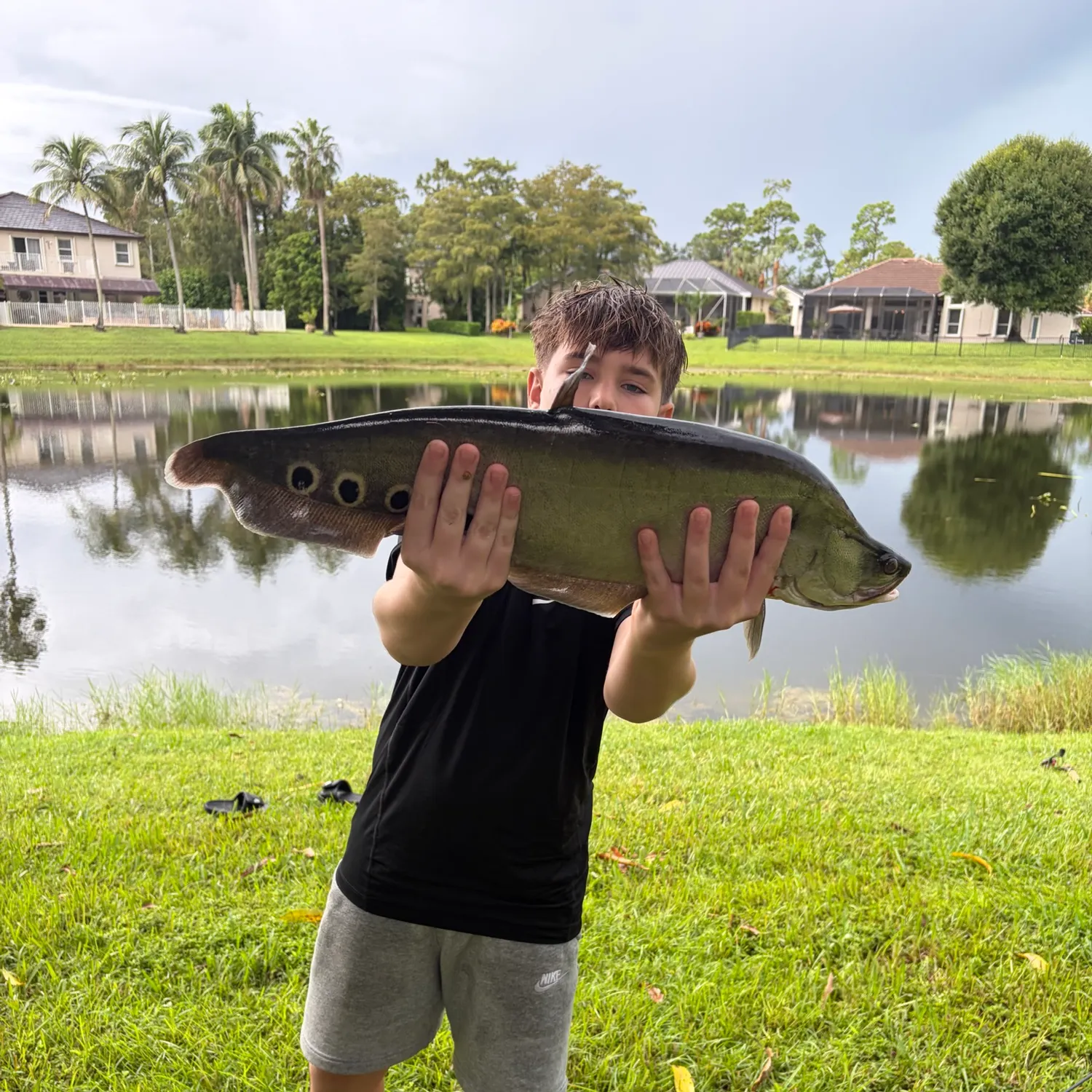 The most recent Clown knifefish catches on Fishbrain