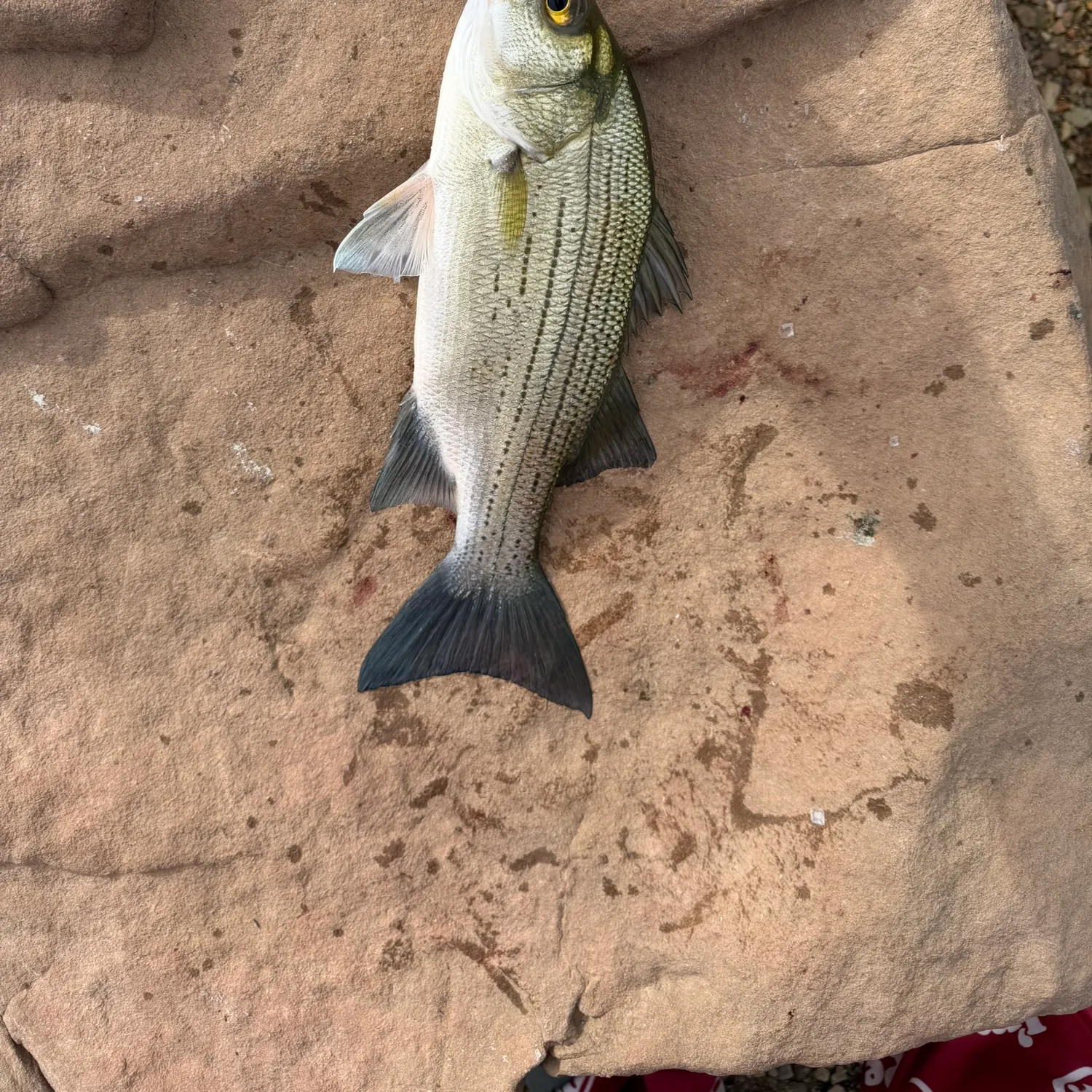 White bass caught on Fishbrain