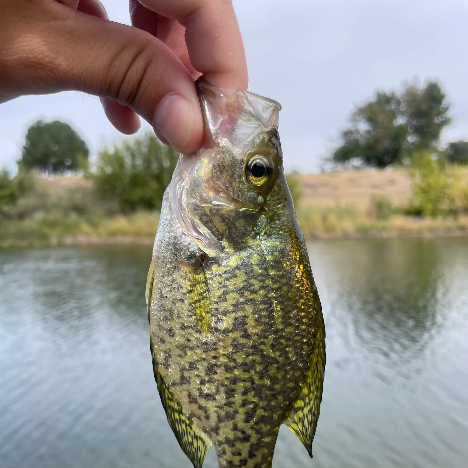 Black crappie caught on Fishbrain
