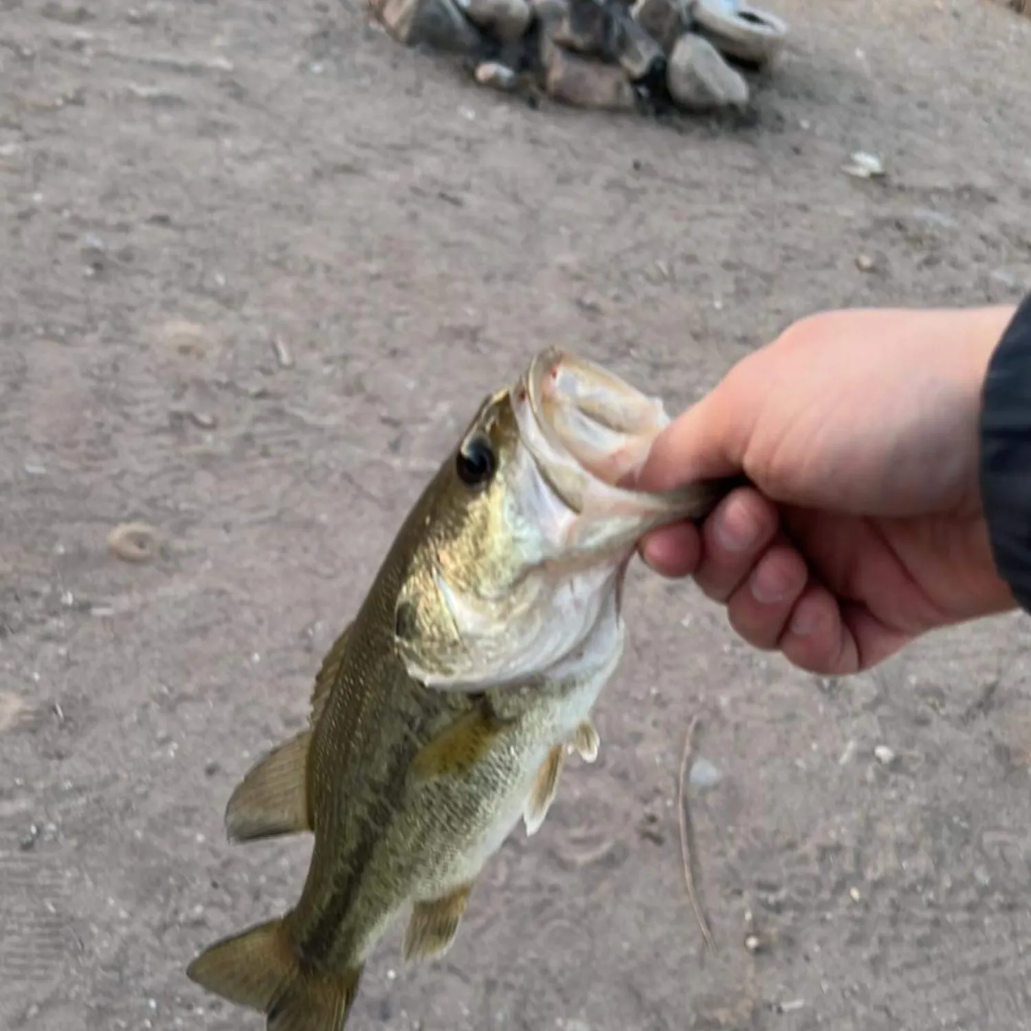 angler catch
