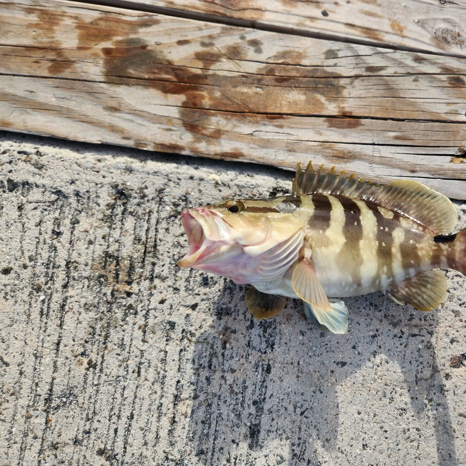 The most recent Nassau grouper catches on Fishbrain