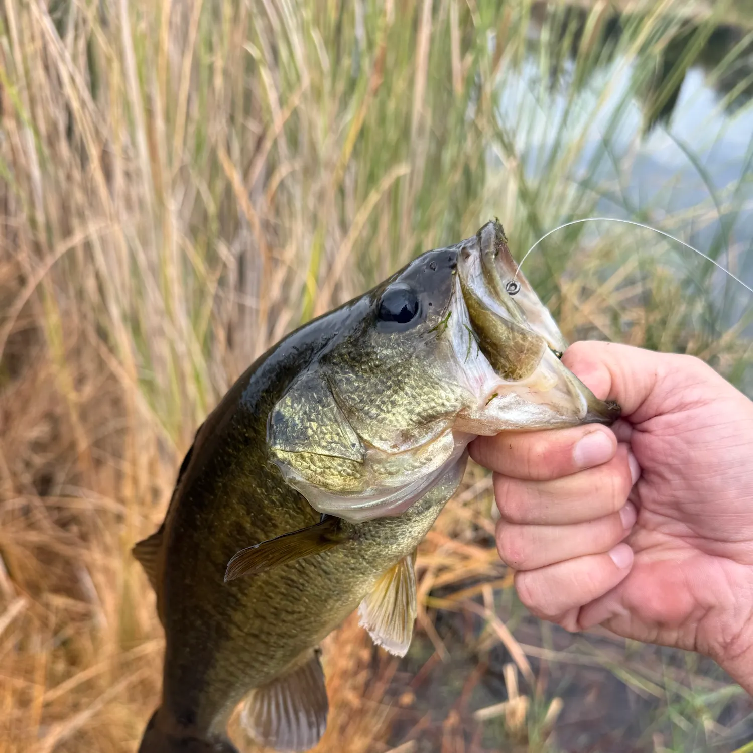 Largemouth bass caught on Fishbrain