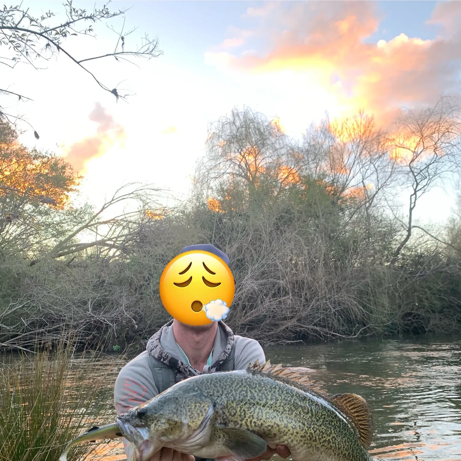 Murray cod caught on Fishbrain