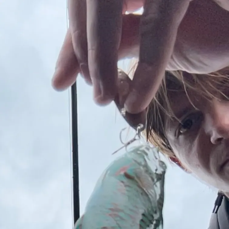 The most recent Christmas wrasse catches on Fishbrain