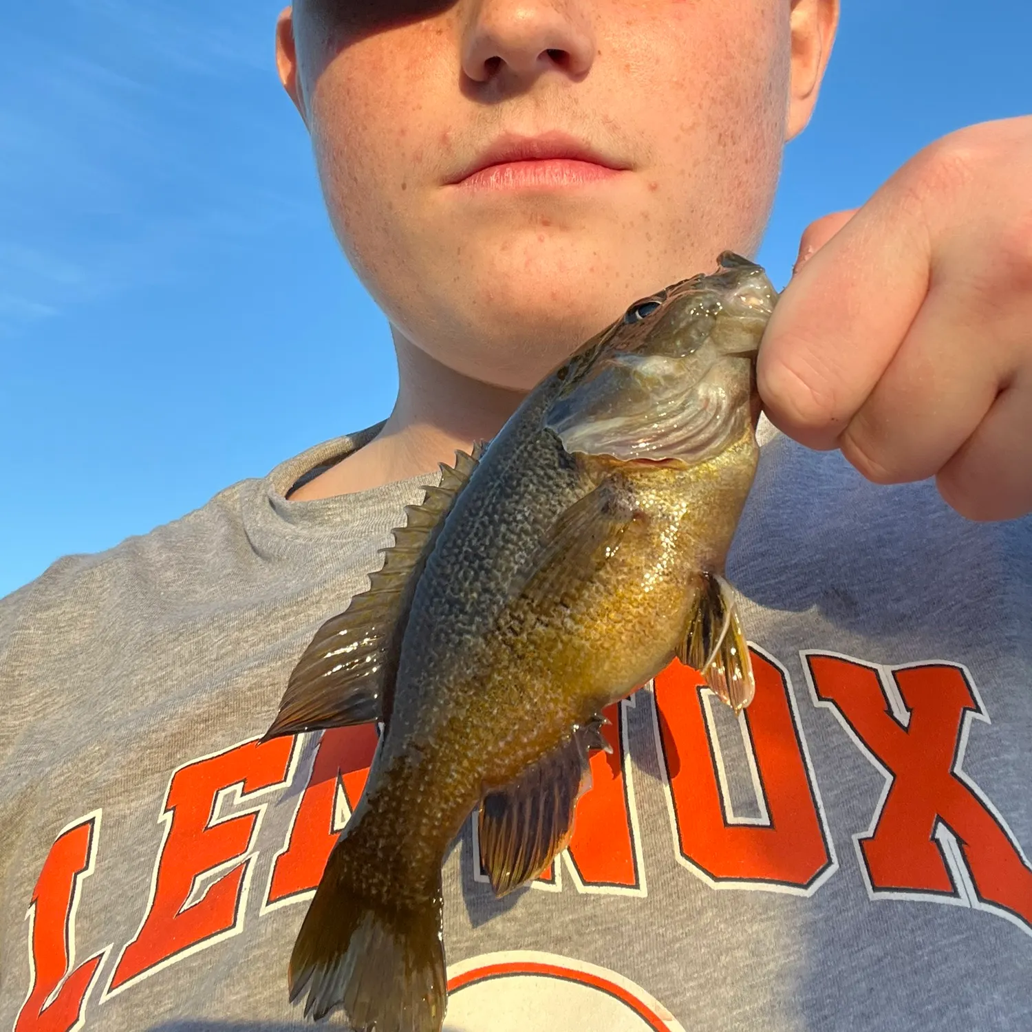 Green sunfish caught on Fishbrain