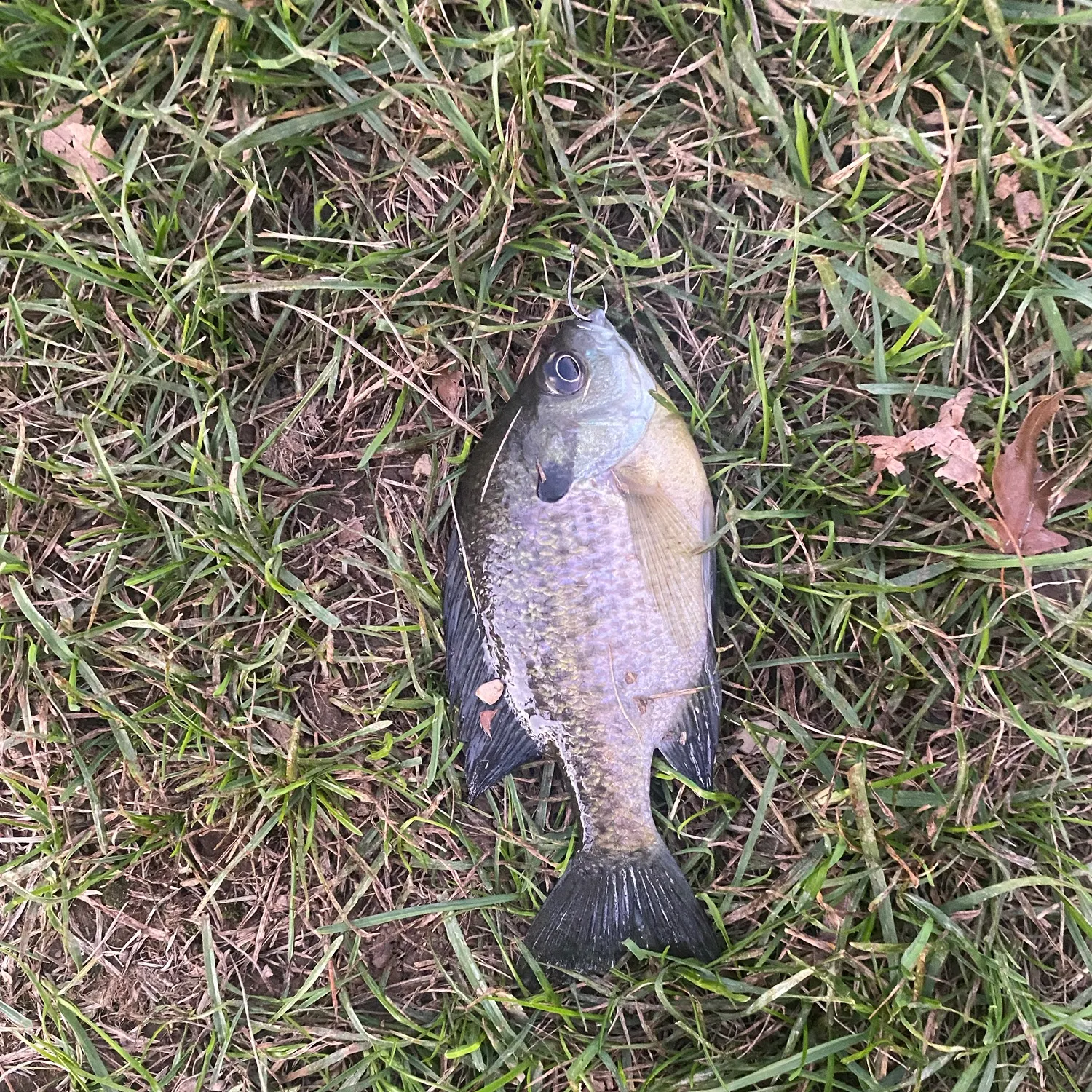 Bluegill caught on Fishbrain