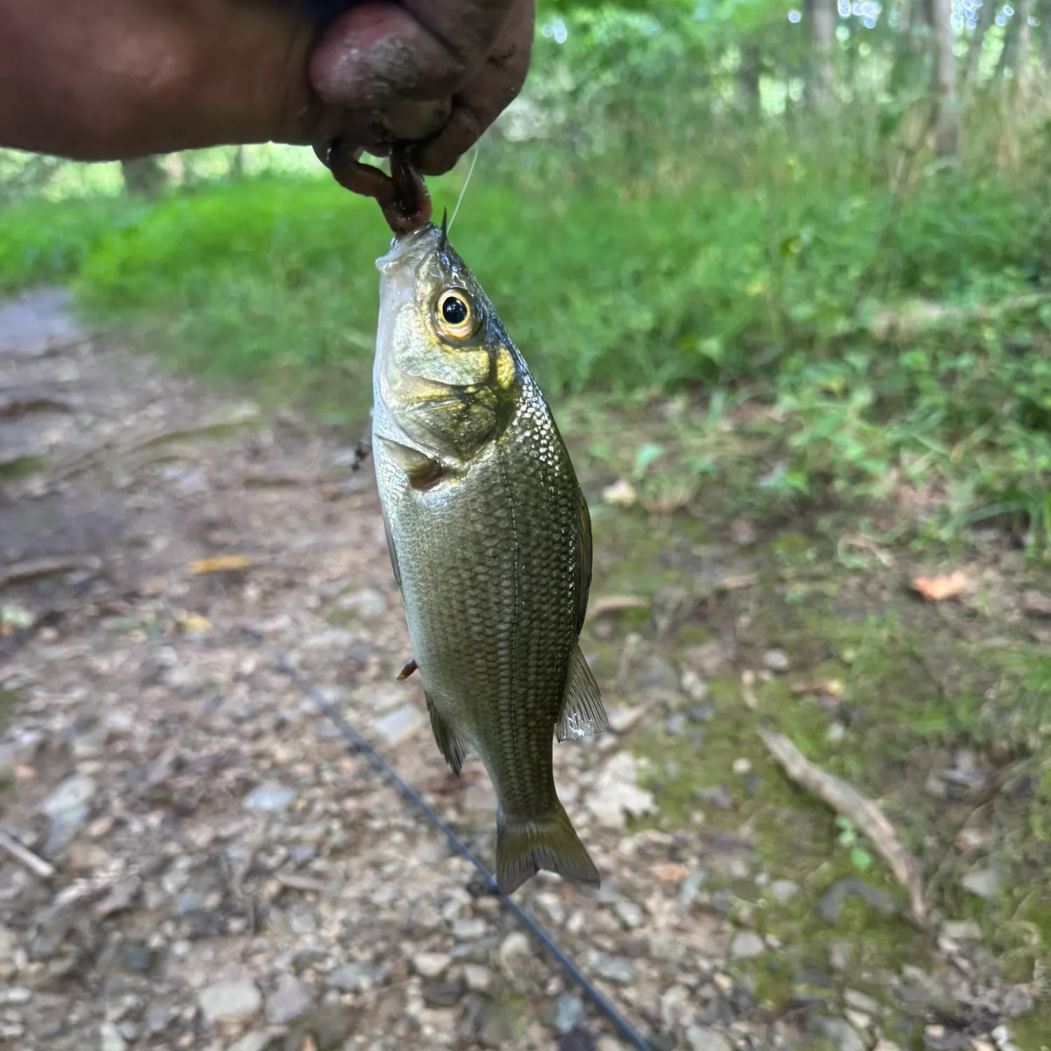 White perch caught on Fishbrain