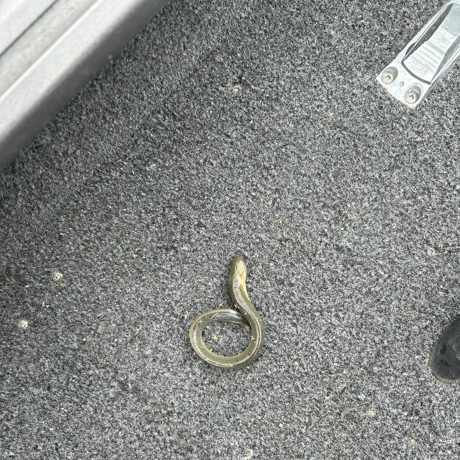 The most recent Silver lamprey catches on Fishbrain