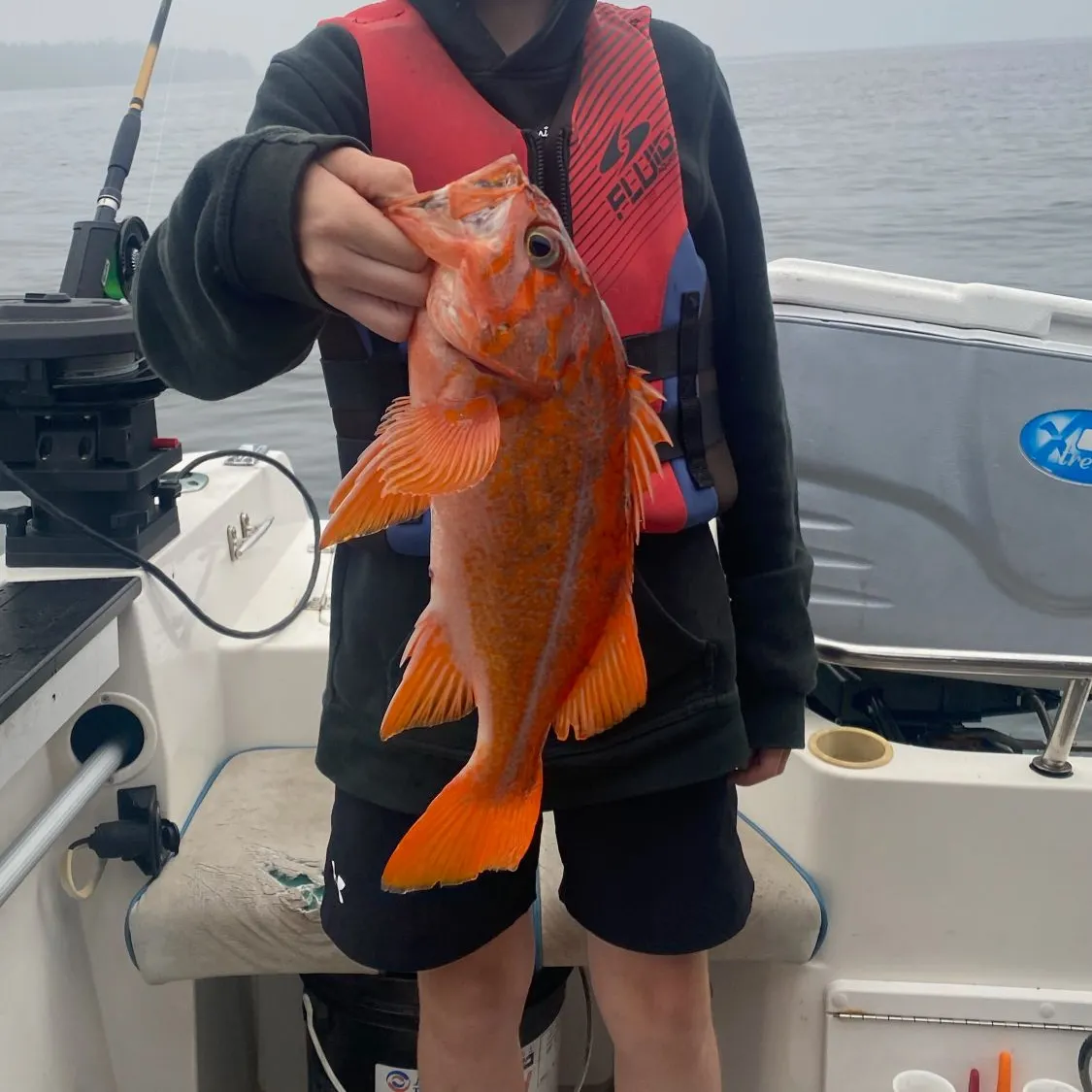 The most recent Yelloweye rockfish catches on Fishbrain