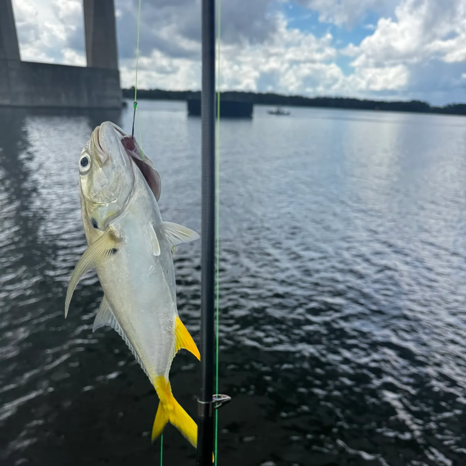 Leatherjack caught on Fishbrain