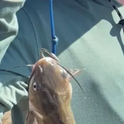 Channel catfish caught on Fishbrain