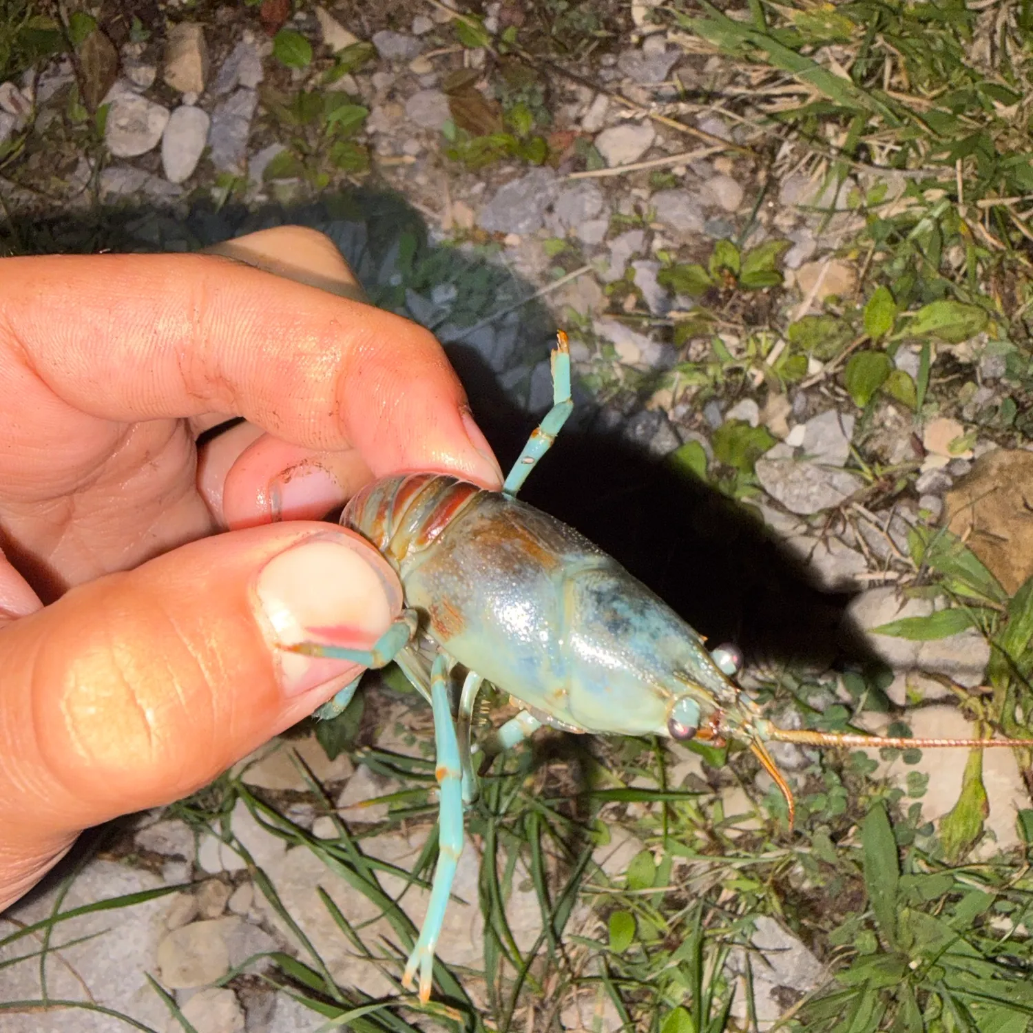 The most recent Rusty crayfish catches on Fishbrain