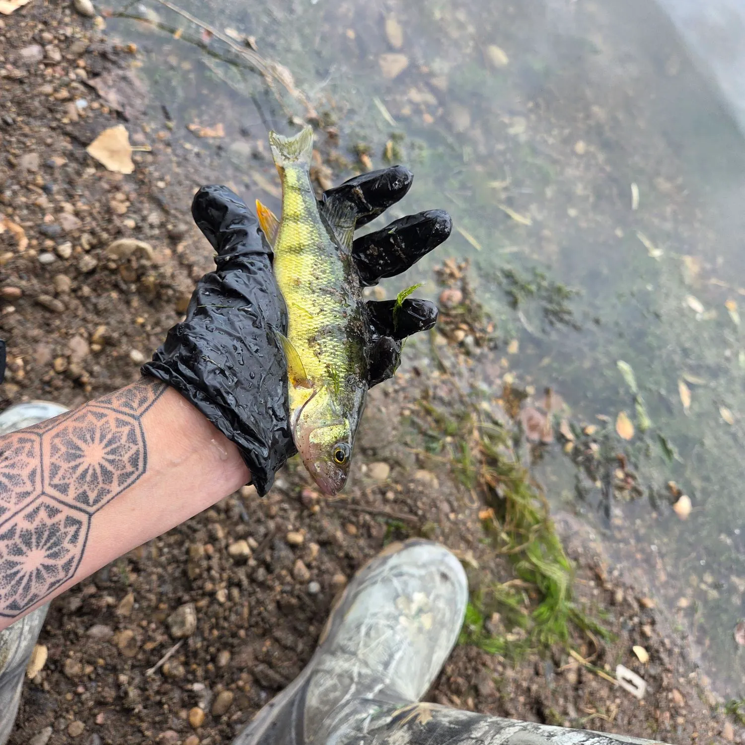 Yellow perch caught on Fishbrain