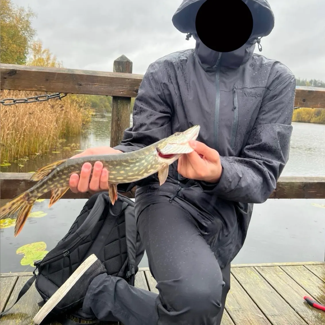 Northern pike caught on Fishbrain