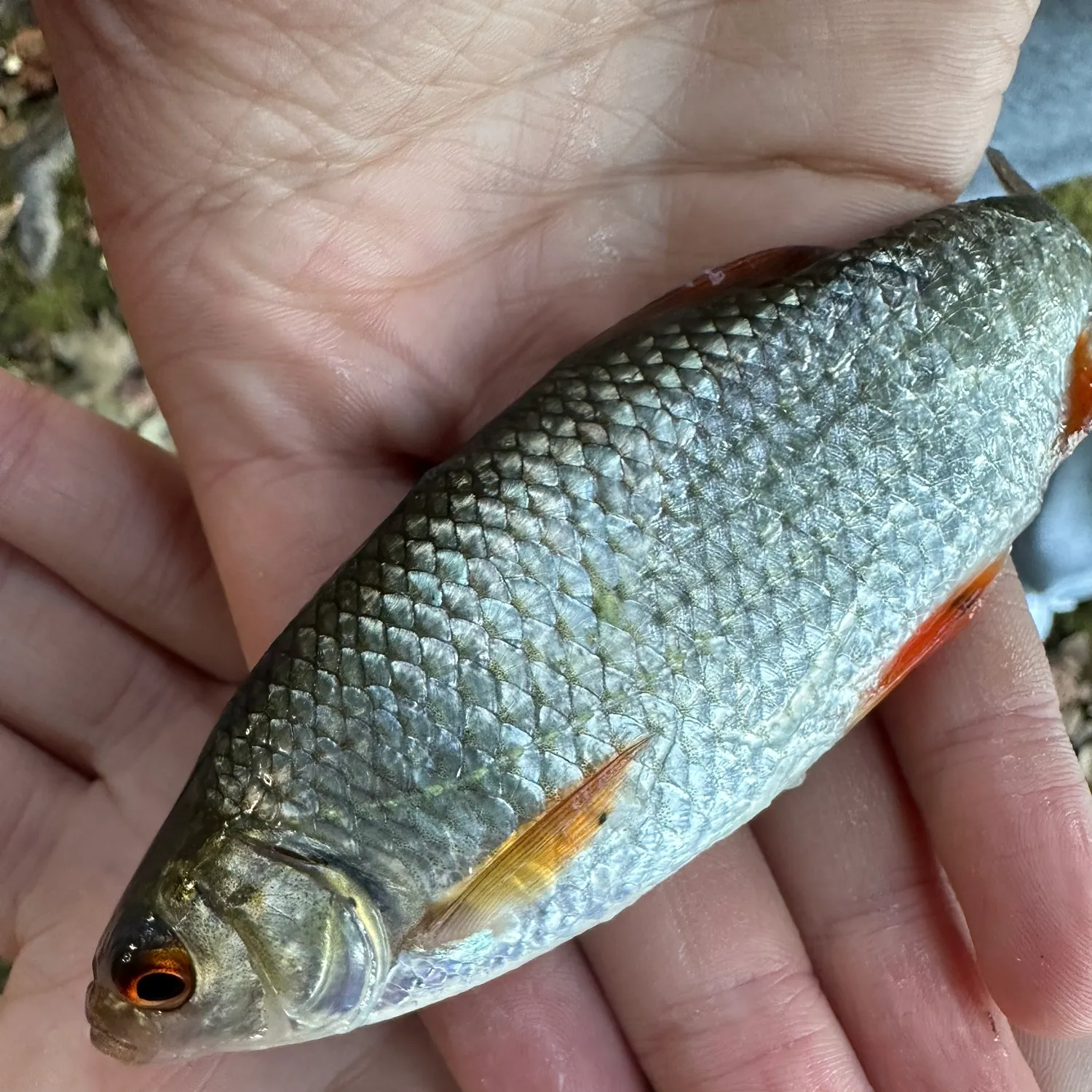 Common roach caught on Fishbrain