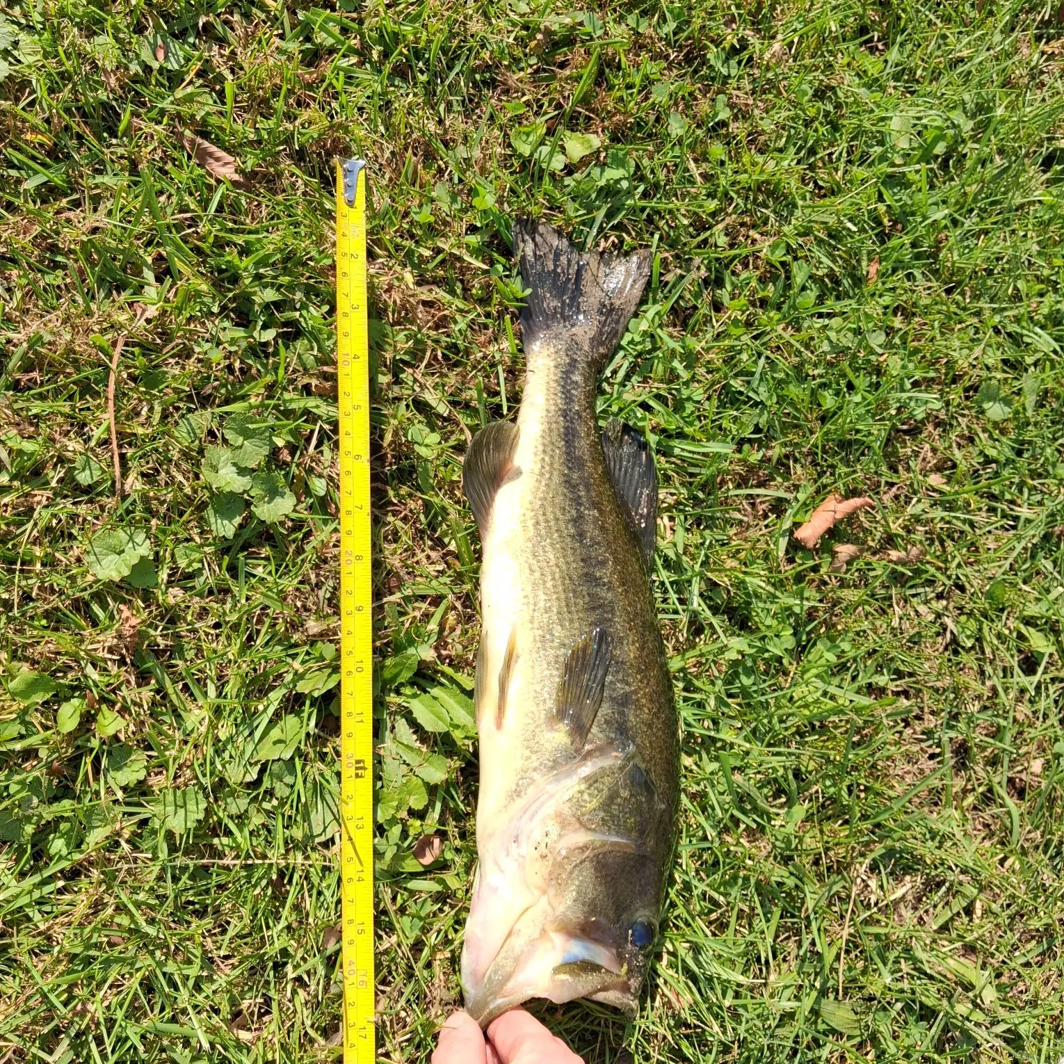 Largemouth bass caught on Fishbrain