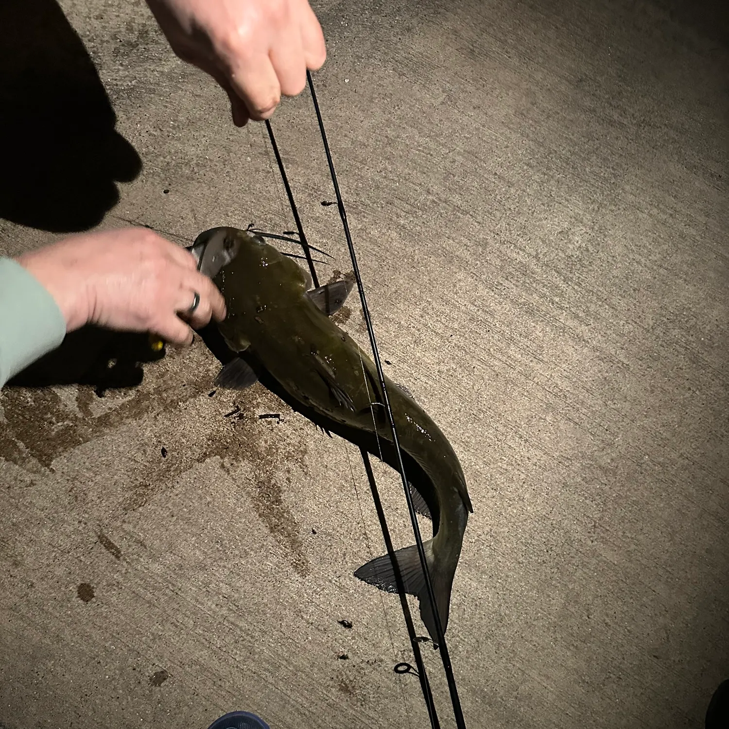 Channel catfish caught on Fishbrain