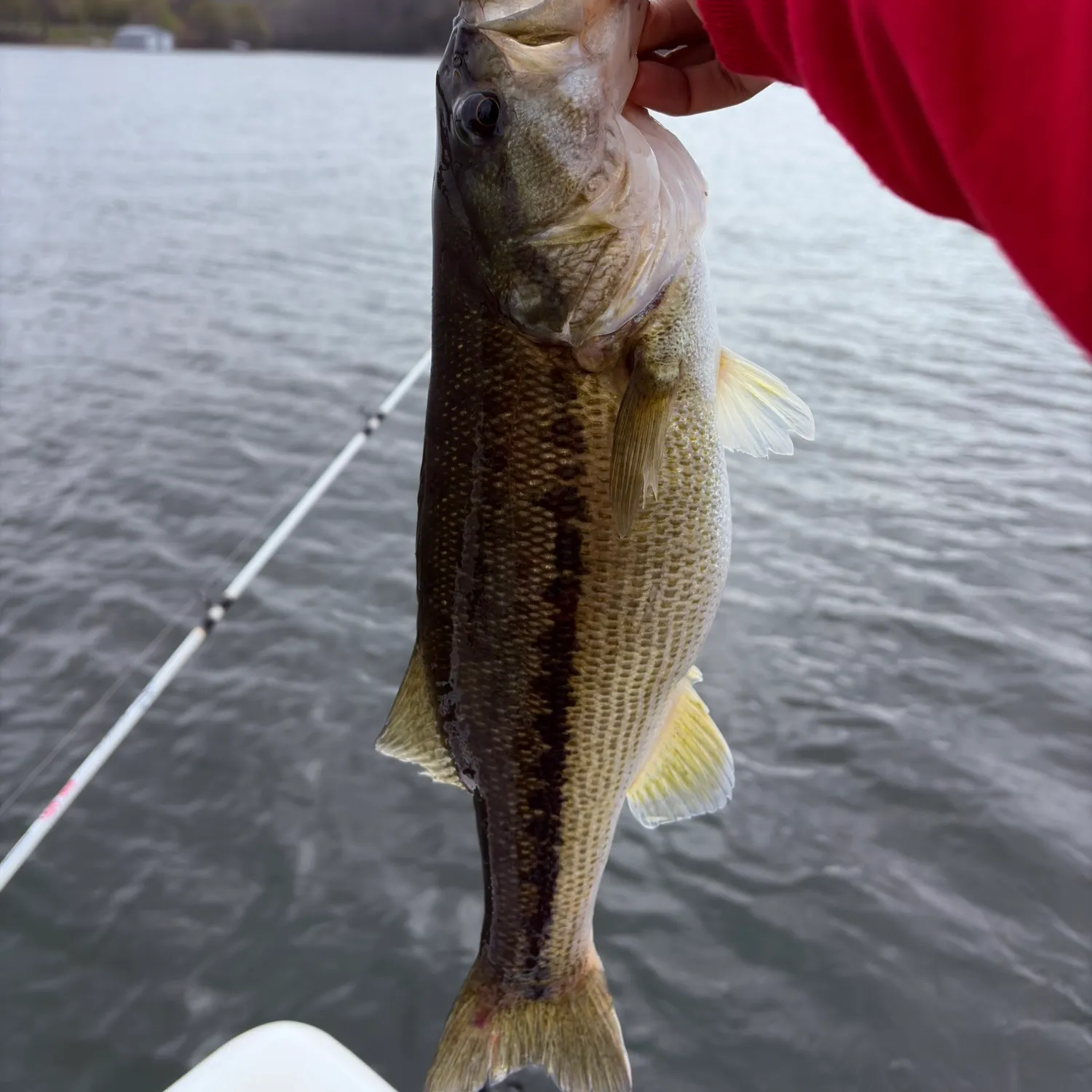 The most recent Alabama bass catches on Fishbrain