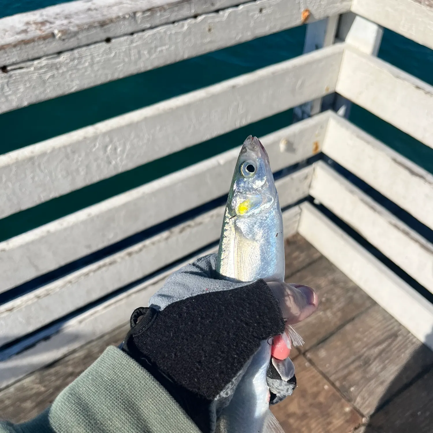 The most recent Surf smelt catches on Fishbrain