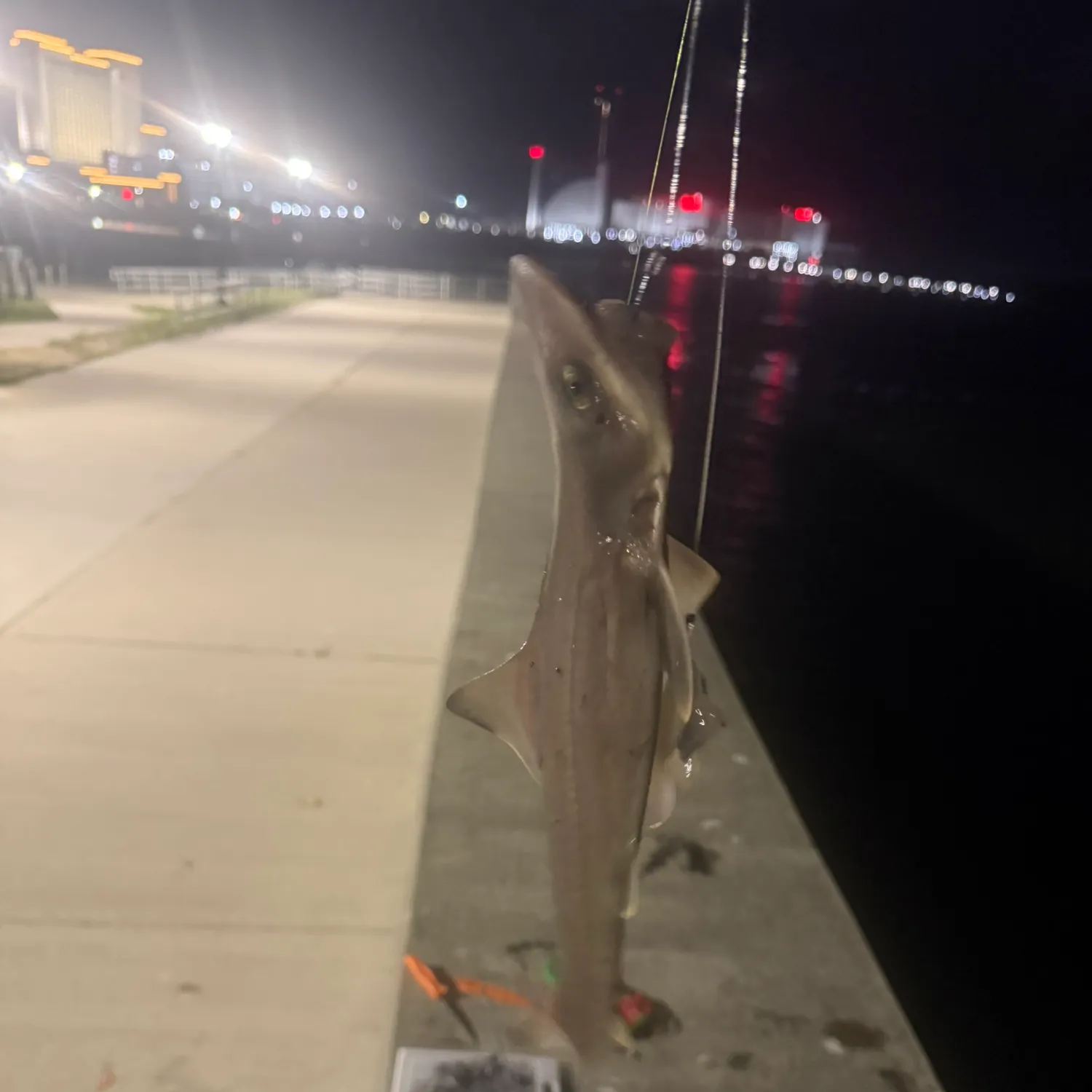 Dusky smooth-hound caught on Fishbrain