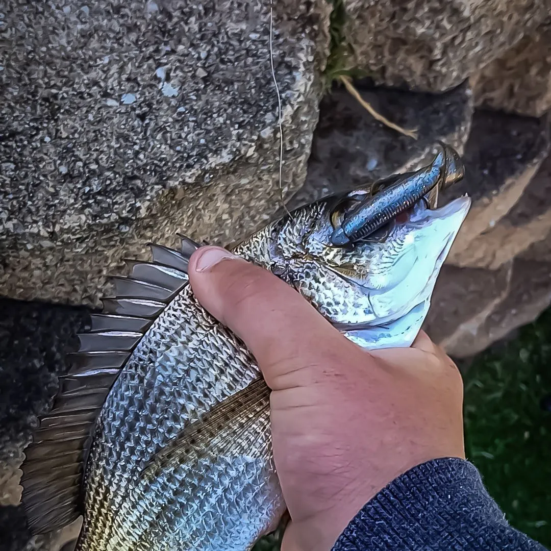 The most recent Southern black bream catches on Fishbrain