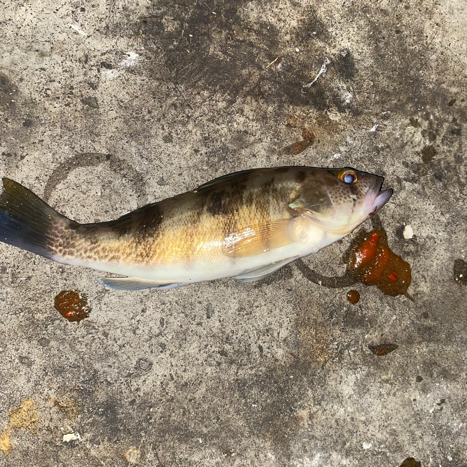 The most recent Barred sand bass catches on Fishbrain