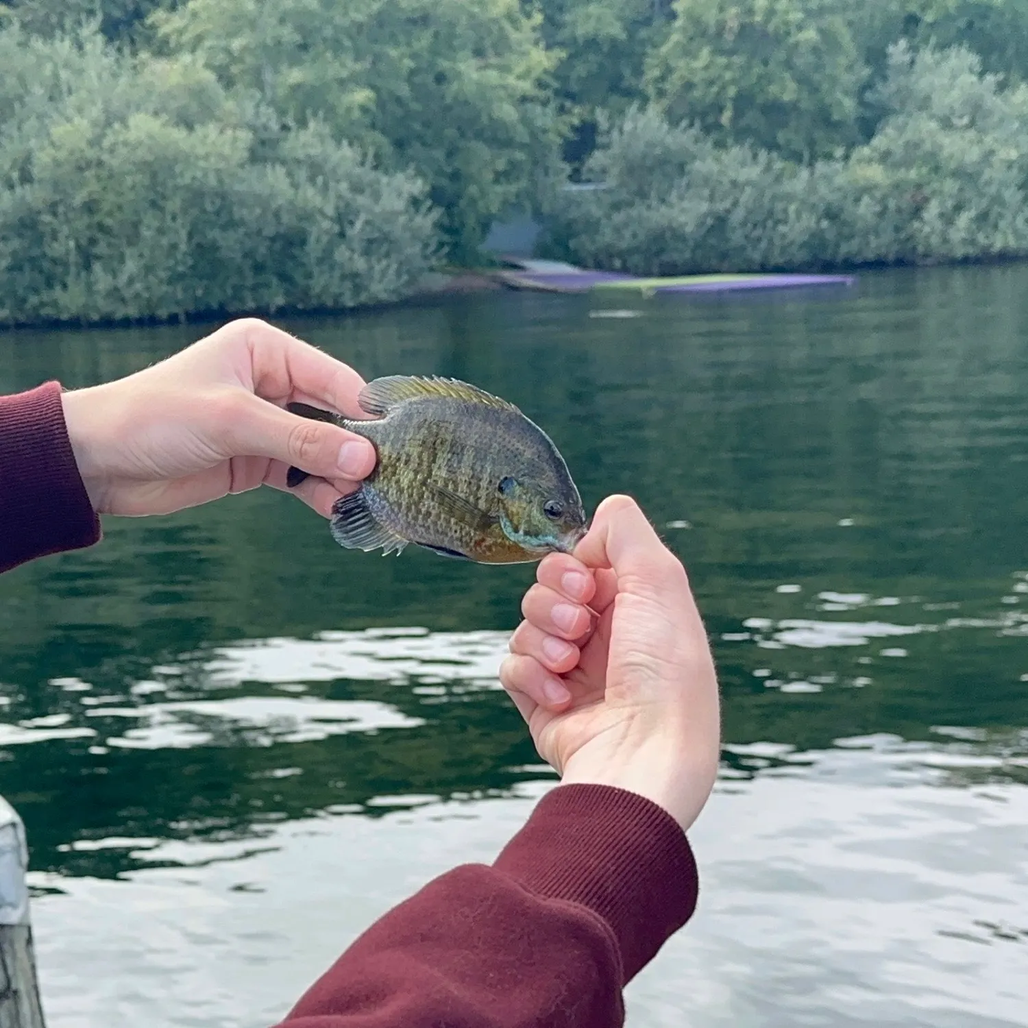 Bluegill caught on Fishbrain