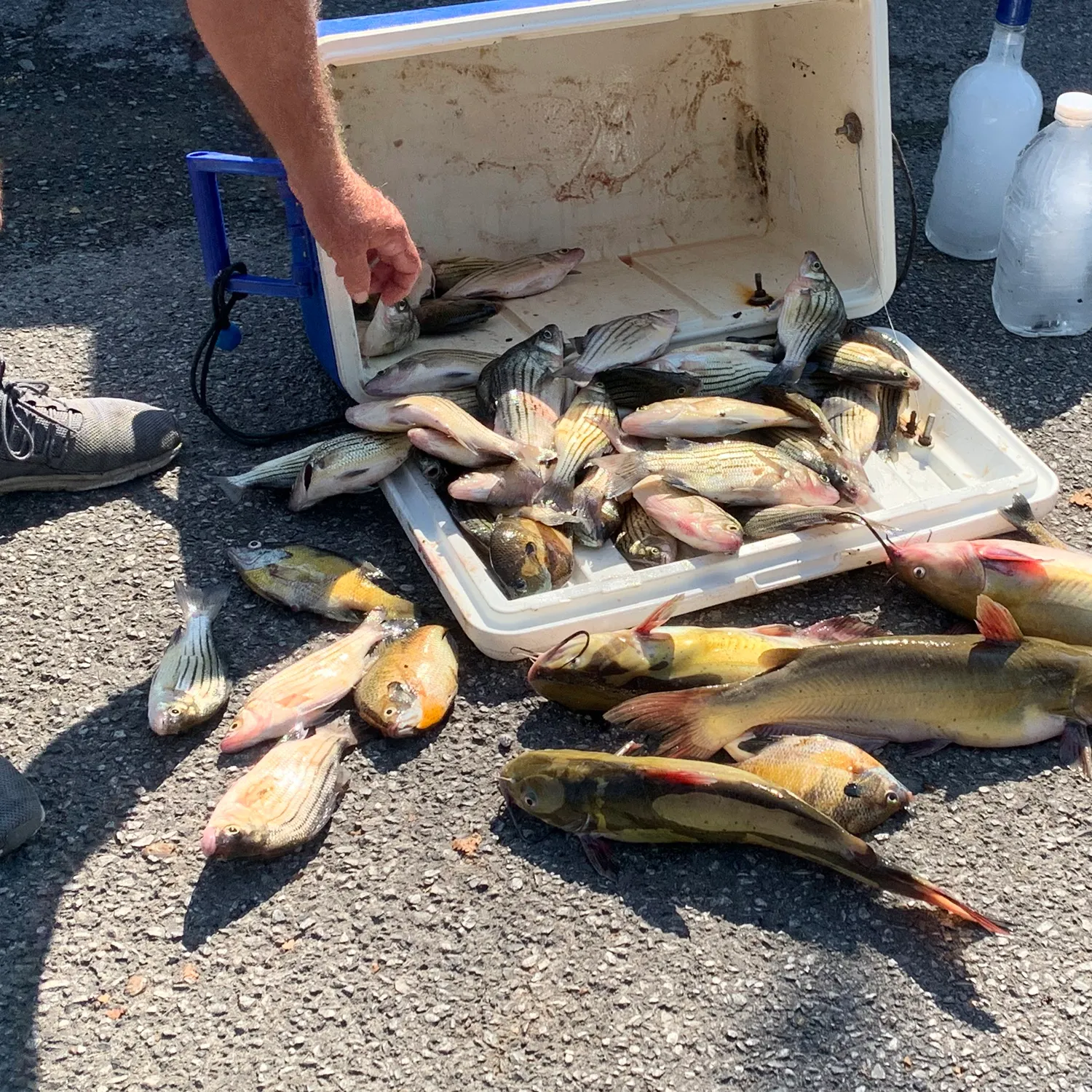 recently logged catches