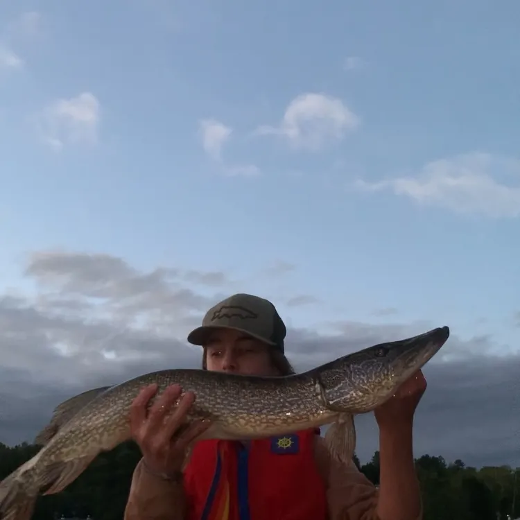 Northern pike caught on Fishbrain