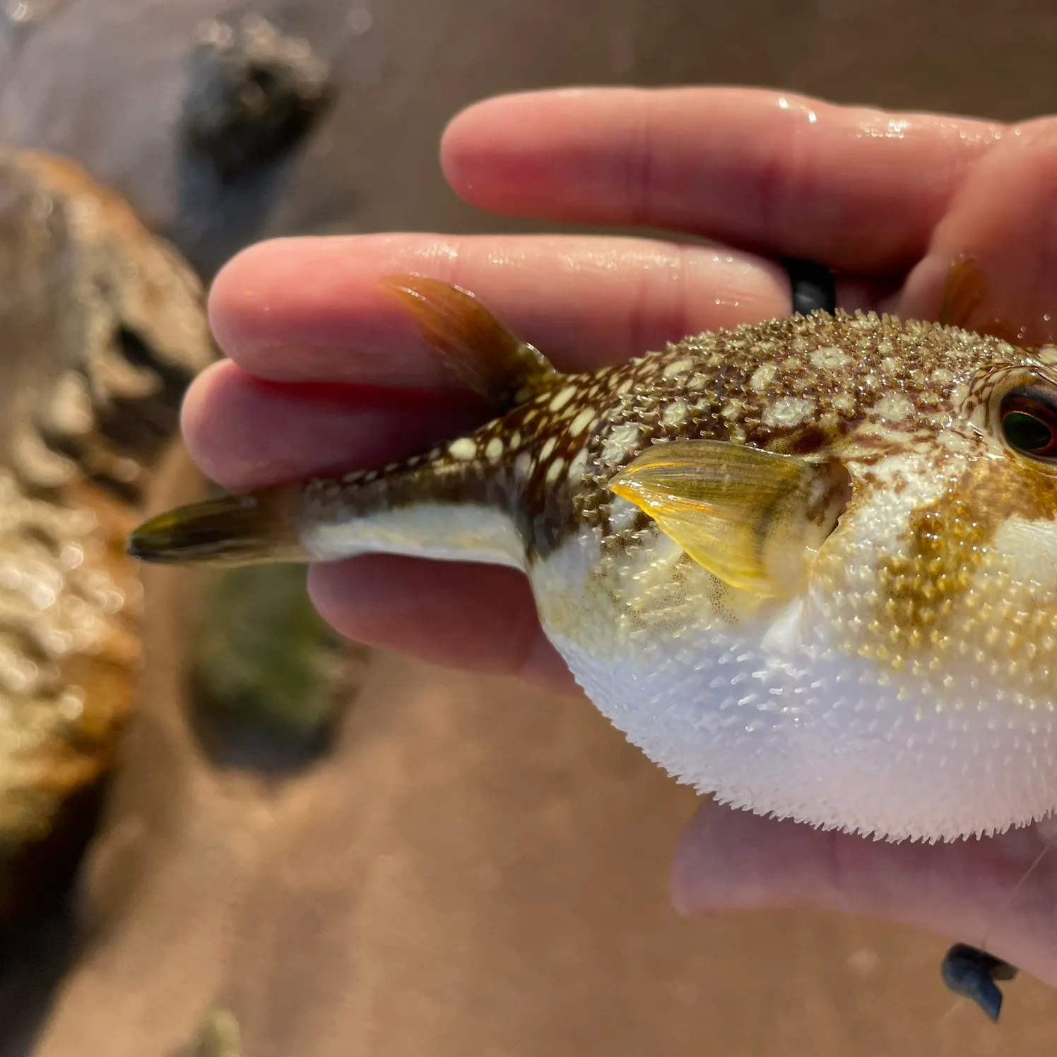 The most recent Evileye pufferfish catches on Fishbrain