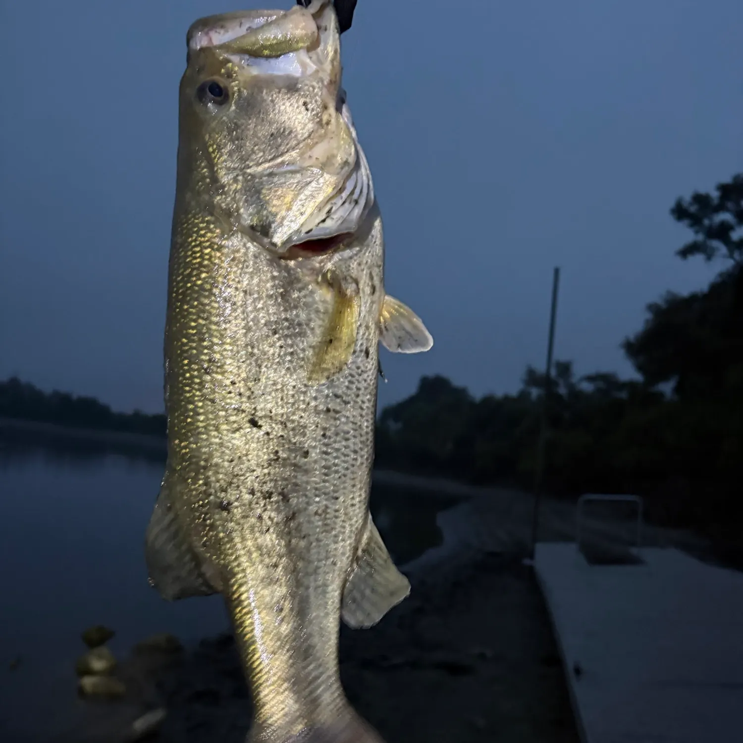 Largemouth bass caught on Fishbrain