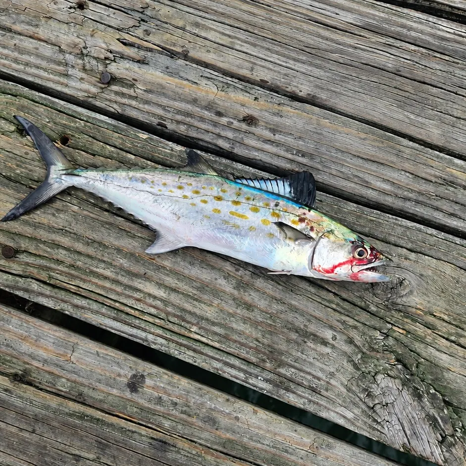 Spanish mackerel caught on Fishbrain
