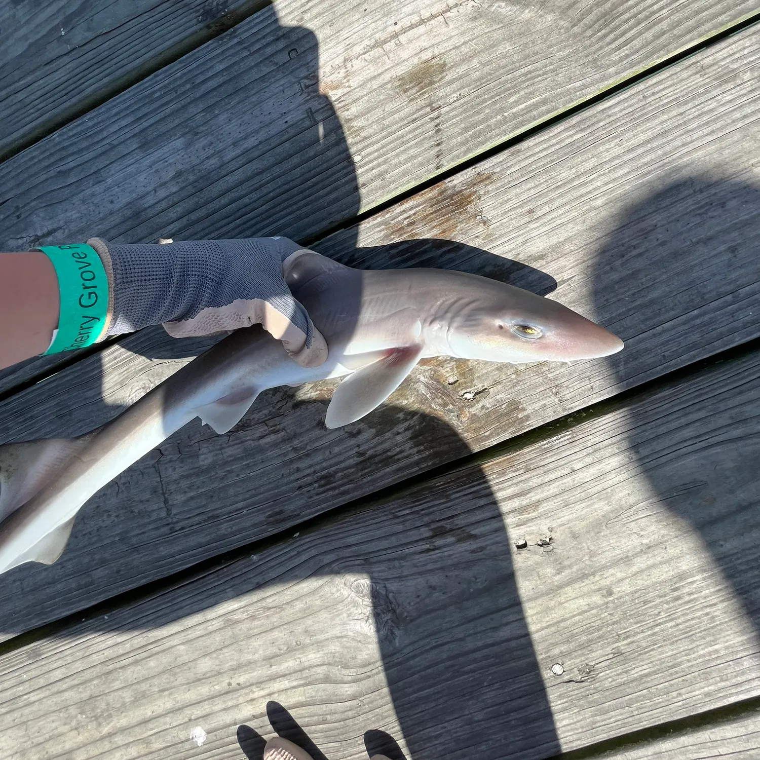 The most recent Sandbar shark catches on Fishbrain