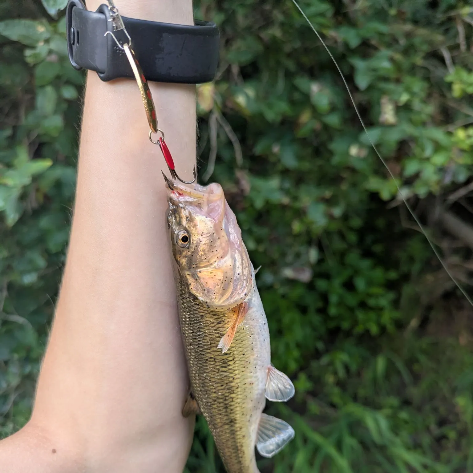 Creek chub caught on Fishbrain
