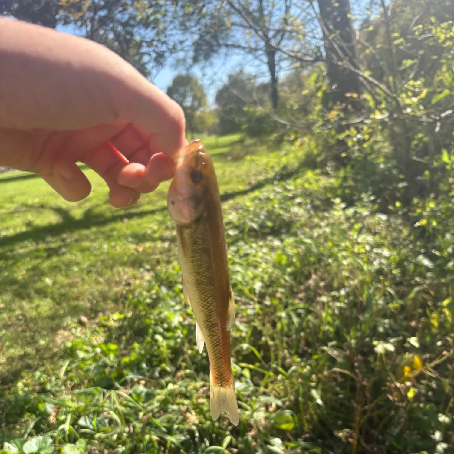 Creek chub caught on Fishbrain