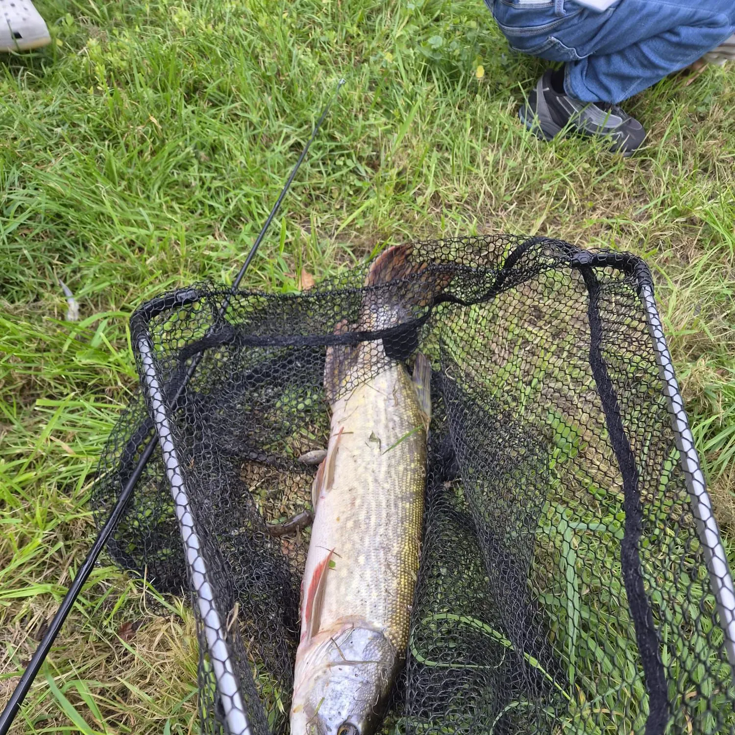 Northern pike caught on Fishbrain