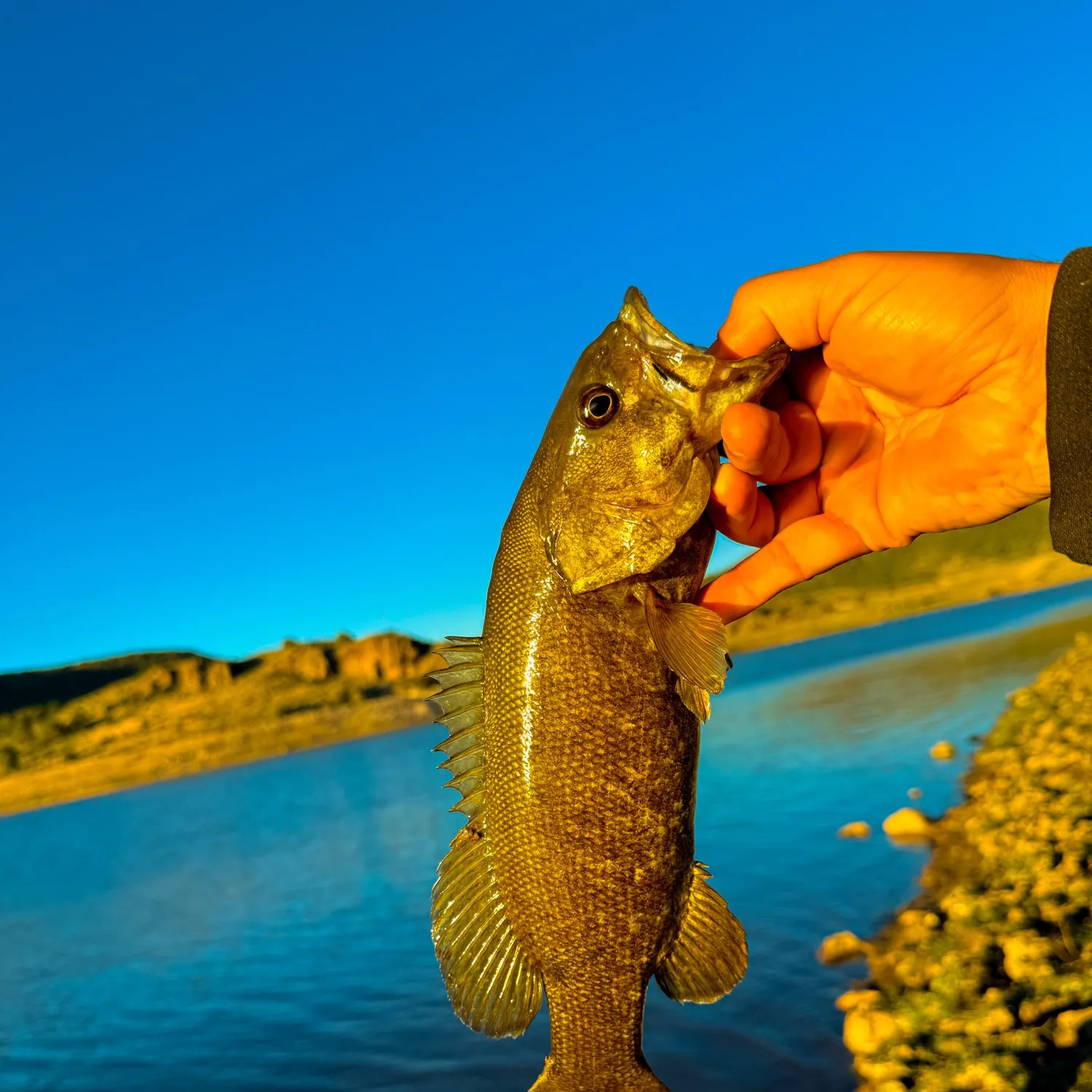 Smallmouth bass caught on Fishbrain